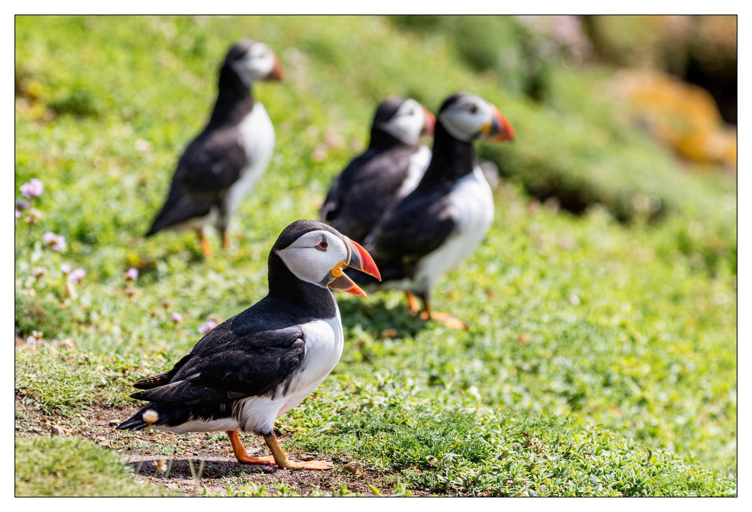 Saltee Island (Irlande)