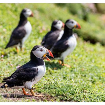 Saltee Island (Irlande)