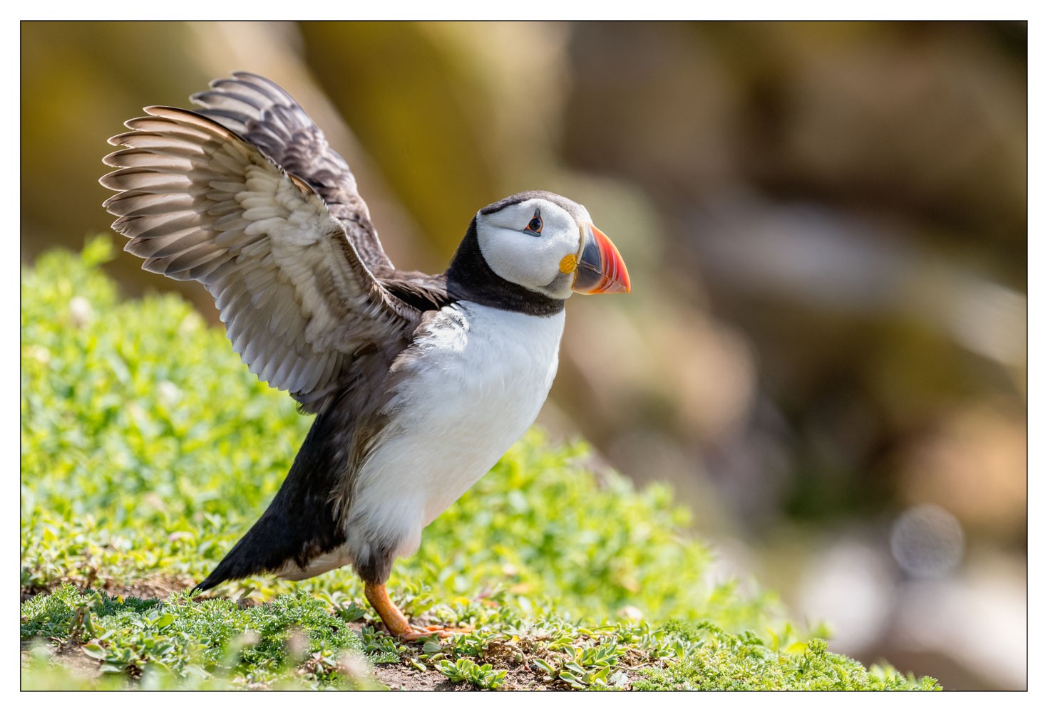 Saltee Island (Irlande)