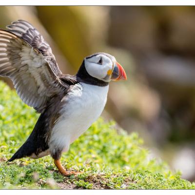 Saltee Island (Irlande)