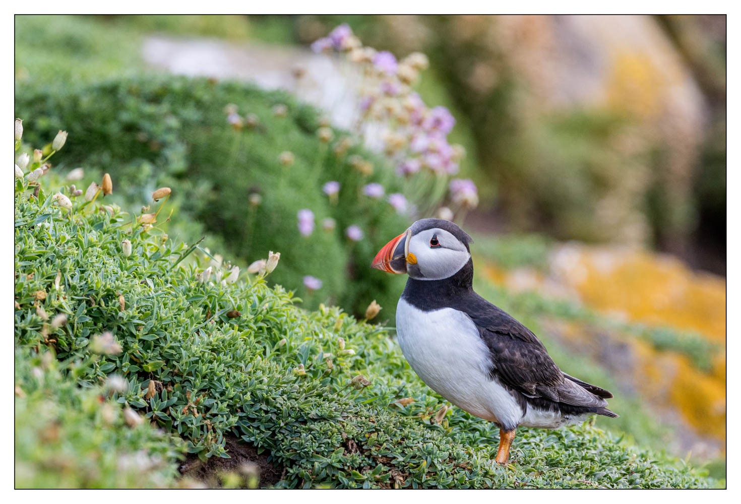 Saltee Island (Irlande)