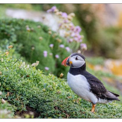 Saltee Island (Irlande)