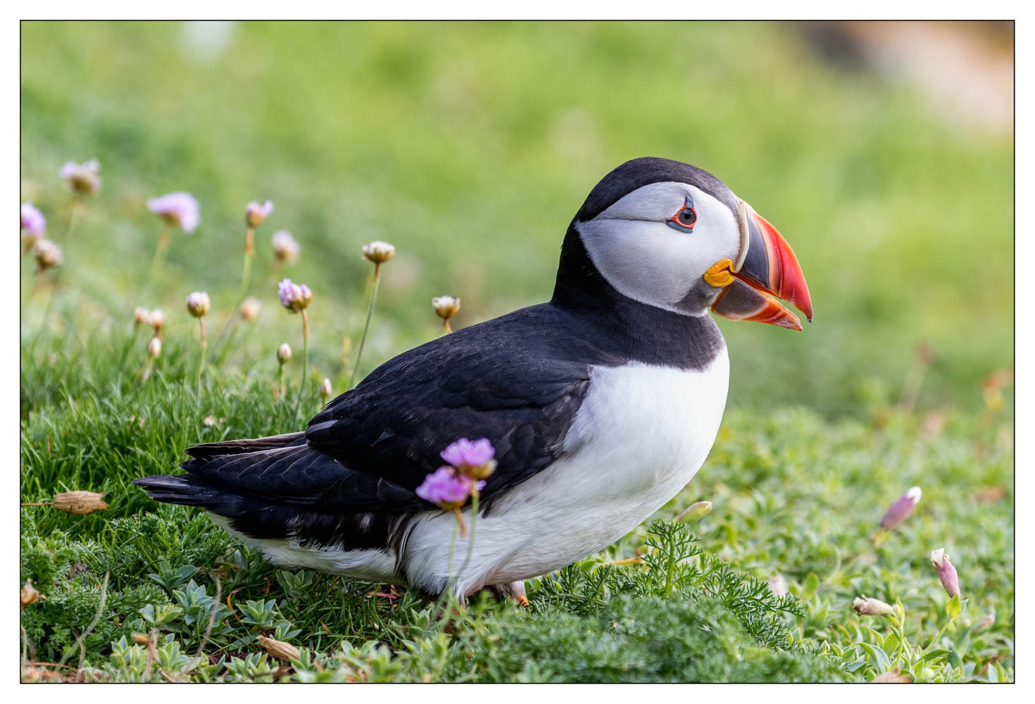 Saltee Island (Irlande)