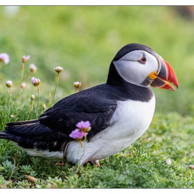 Saltee Island (Irlande)