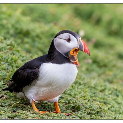 Saltee Island (Irlande)