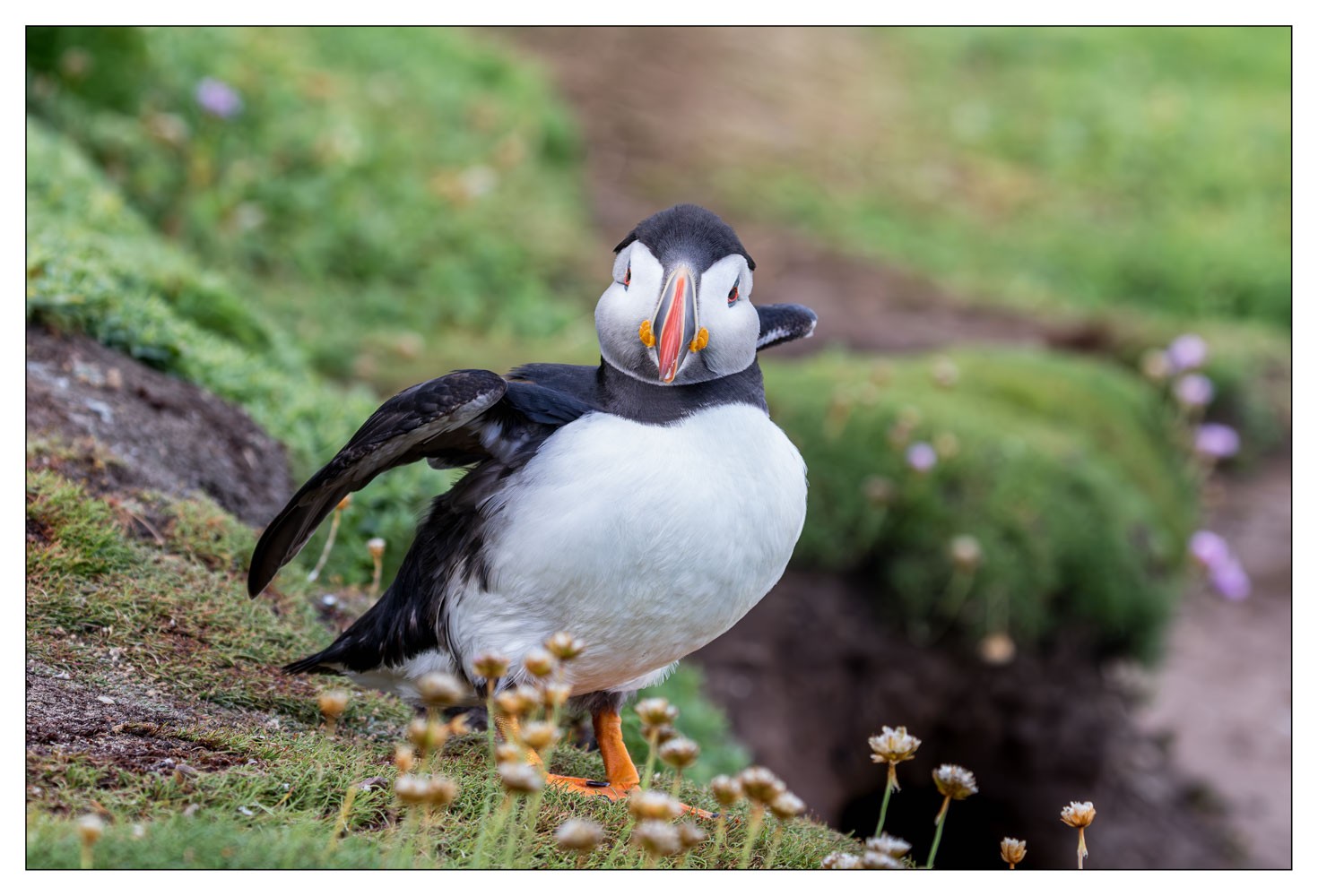 Saltee Island (Irlande)