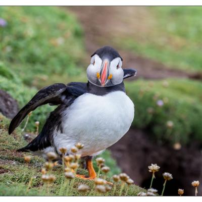 Saltee Island (Irlande)