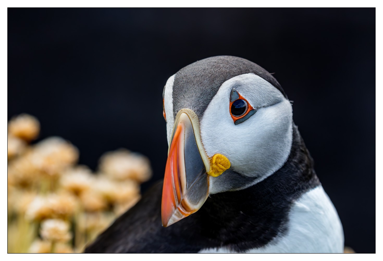 Saltee Island (Irlande)