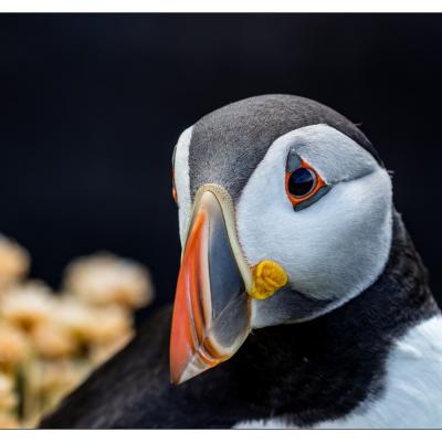 Saltee Island (Irlande)