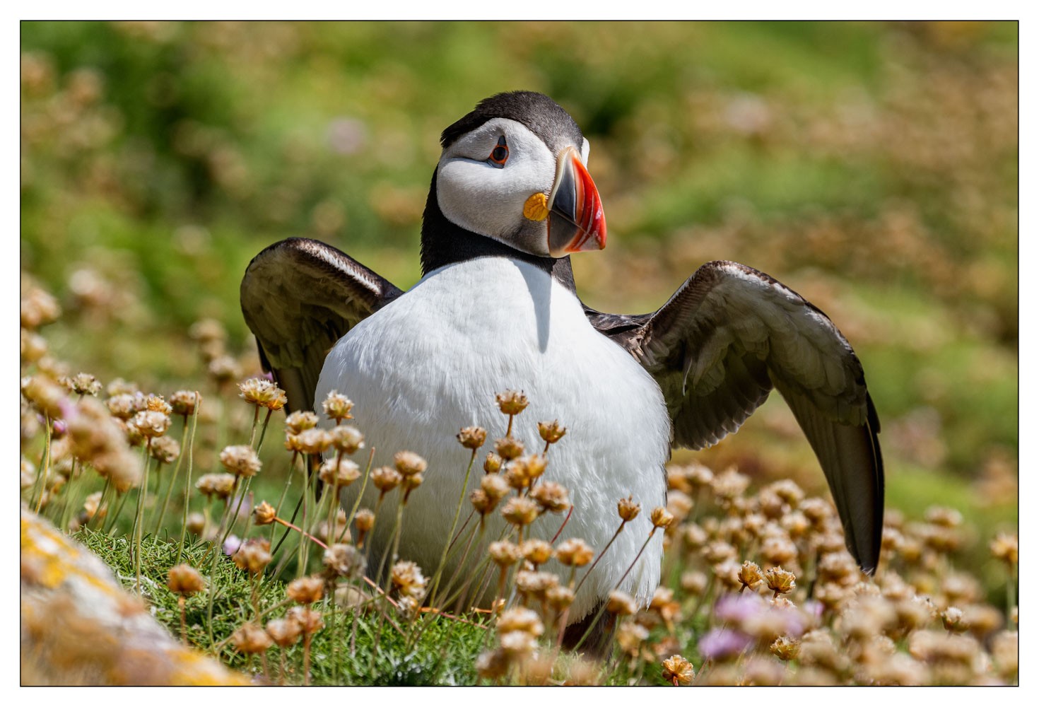 Saltee Island (Irlande)