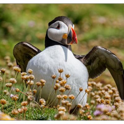 Saltee Island (Irlande)