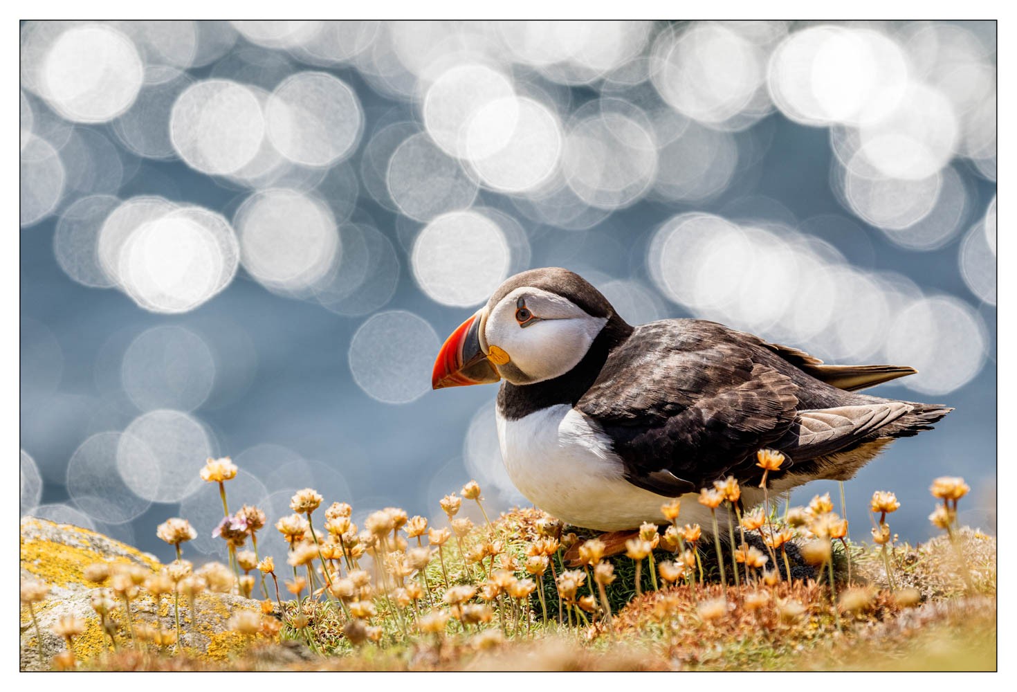 Saltee Island (Irlande)