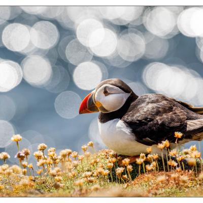 Saltee Island (Irlande)
