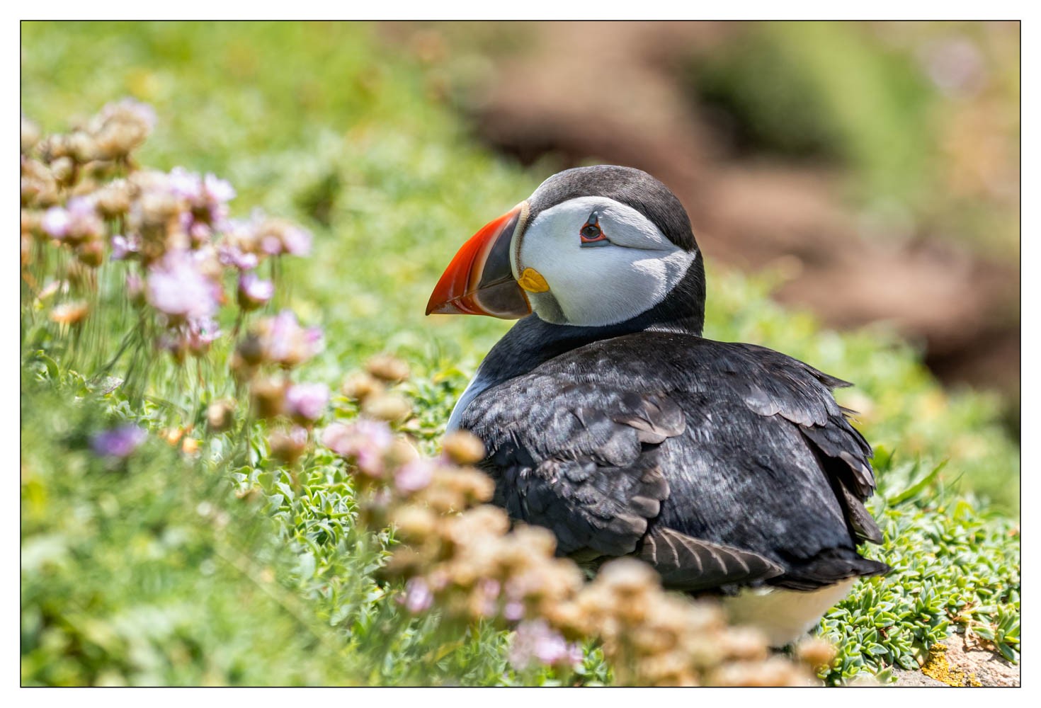 Saltee Island (Irlande)
