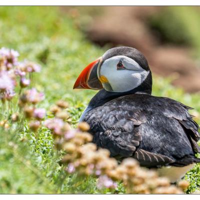 Saltee Island (Irlande)