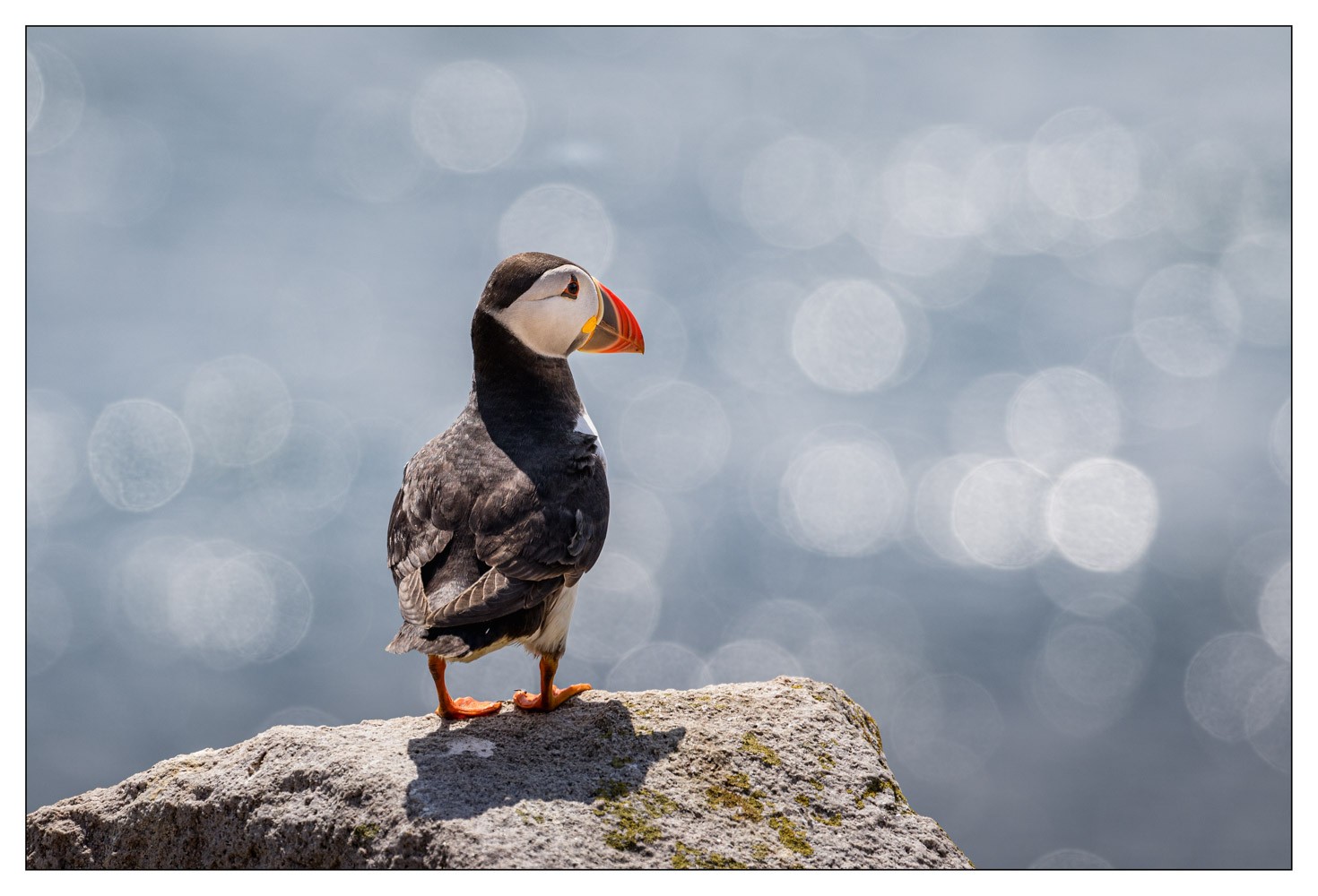 Saltee Island (Irlande)