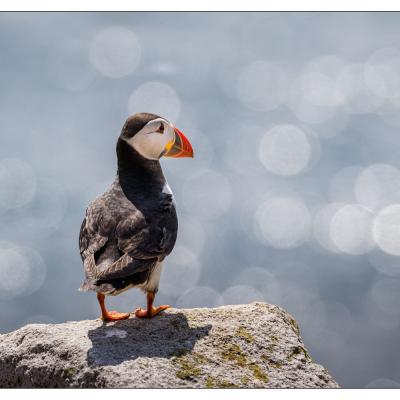Saltee Island (Irlande)