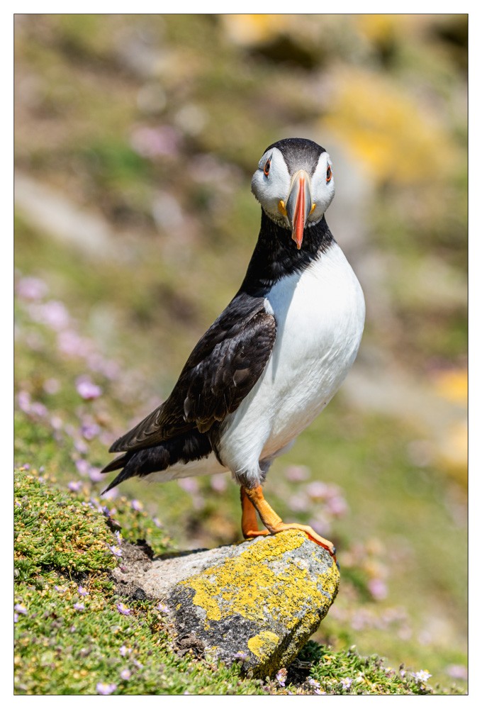 Saltee Island (Irlande)
