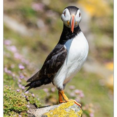 Saltee Island (Irlande)