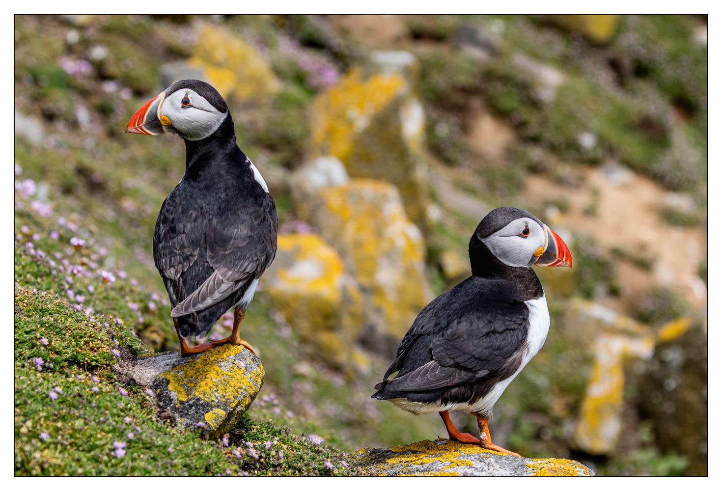 Saltee Island (Irlande)