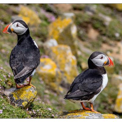Saltee Island (Irlande)