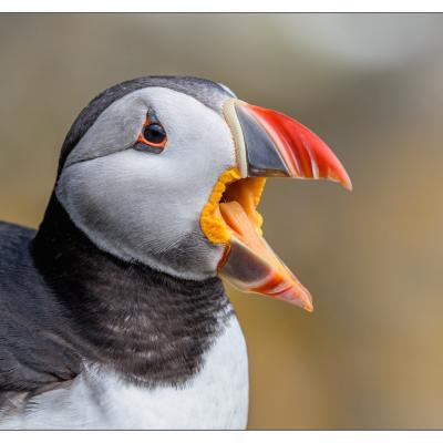 Saltee Island (Irlande)