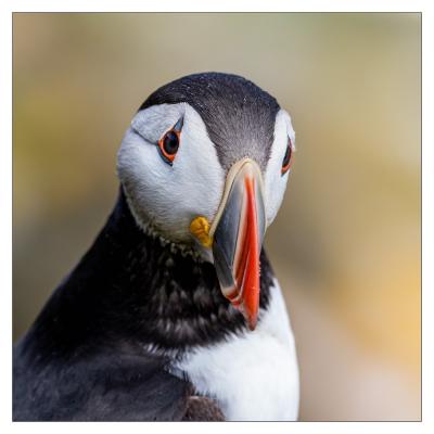 Saltee Island (Irlande)