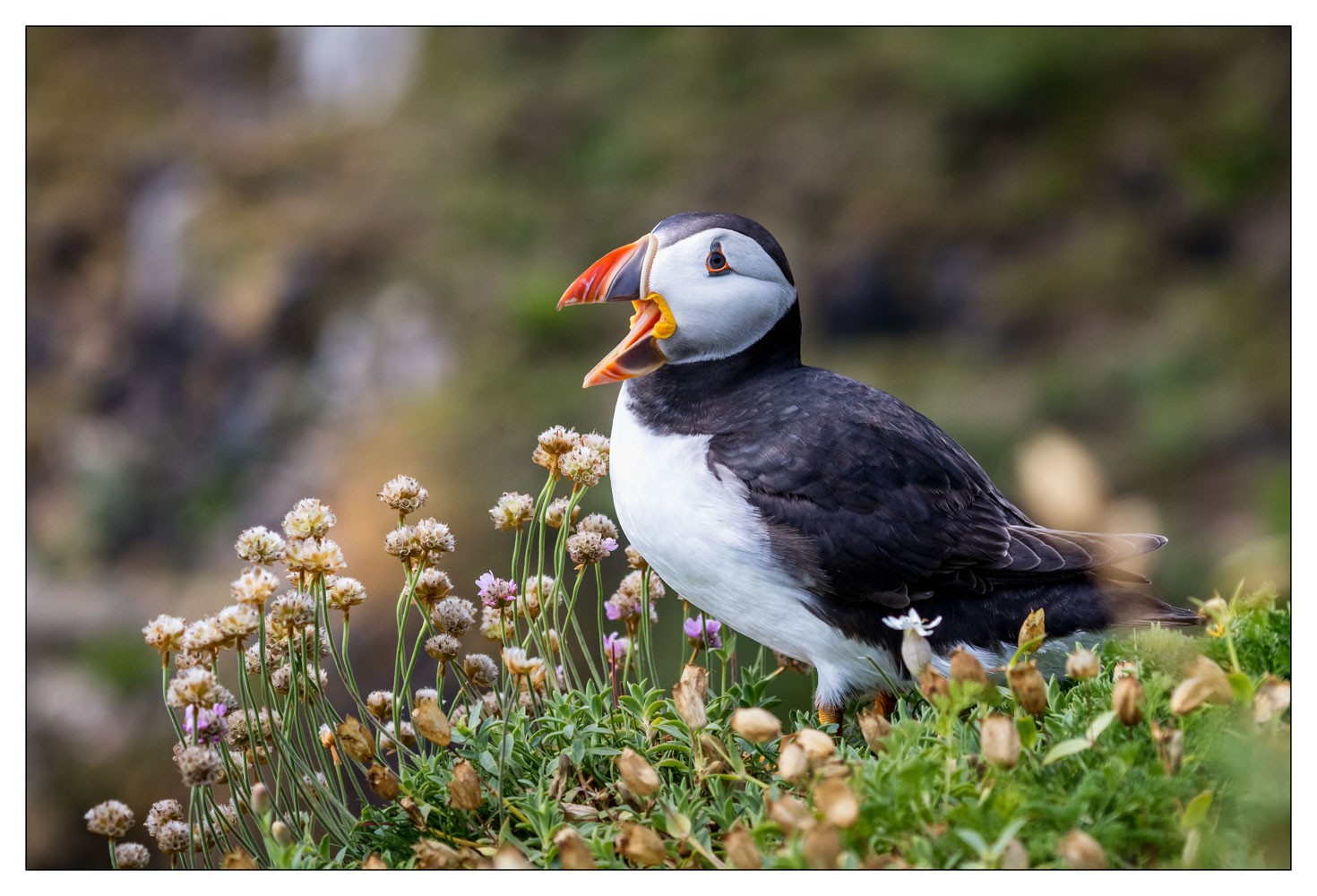 Saltee Island (Irlande)