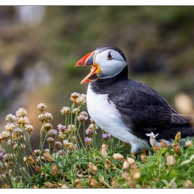 Saltee Island (Irlande)