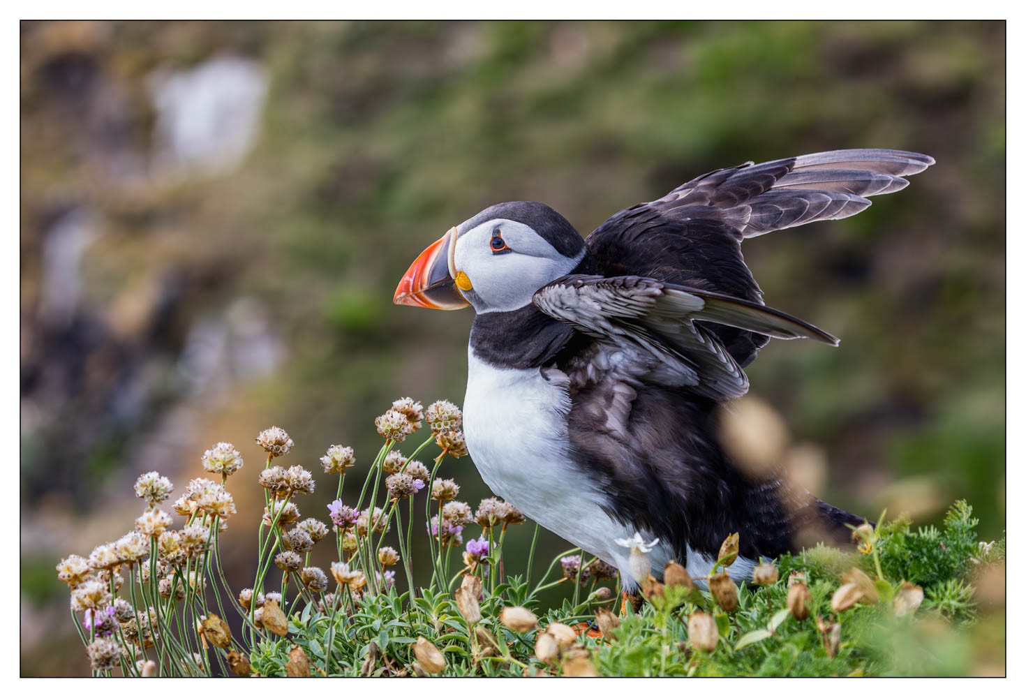 Saltee Island (Irlande)