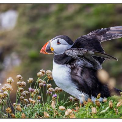 Saltee Island (Irlande)