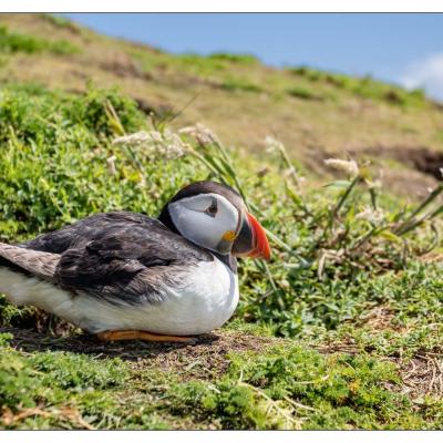 Saltee Island (Irlande)