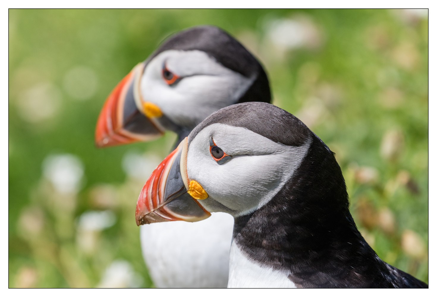Saltee Island (Irlande)