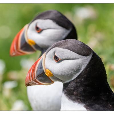 Saltee Island (Irlande)