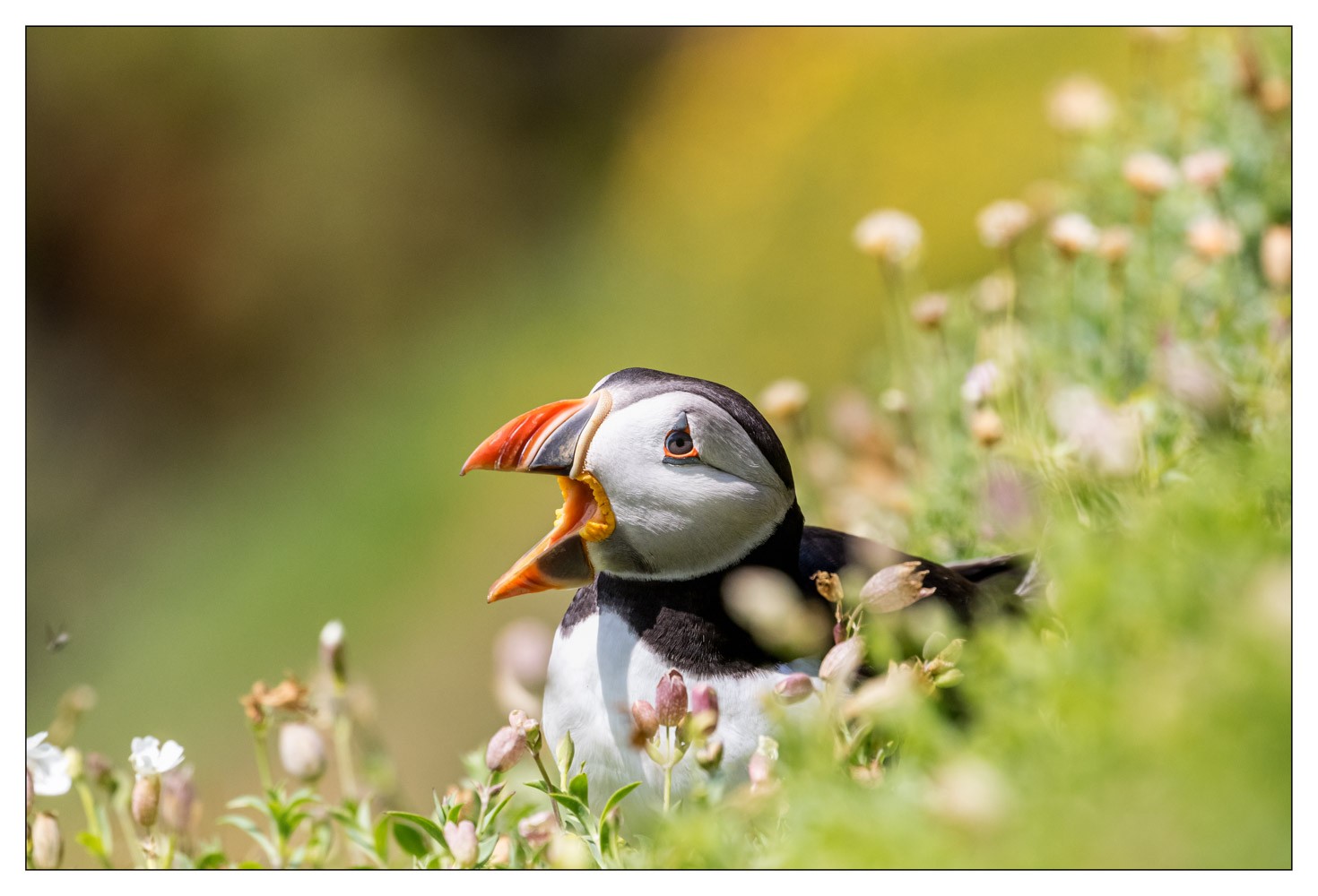Saltee Island (Irlande)