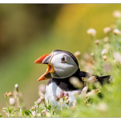 Saltee Island (Irlande)