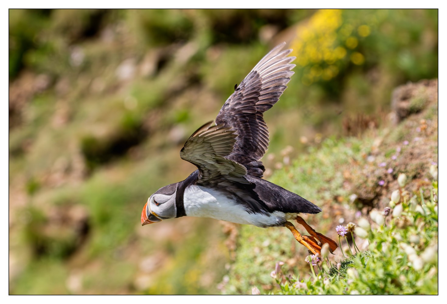 Saltee Island (Irlande)