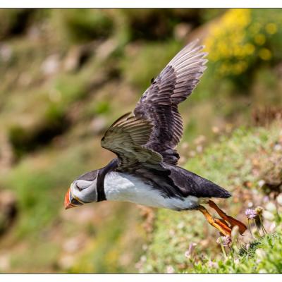 Saltee Island (Irlande)