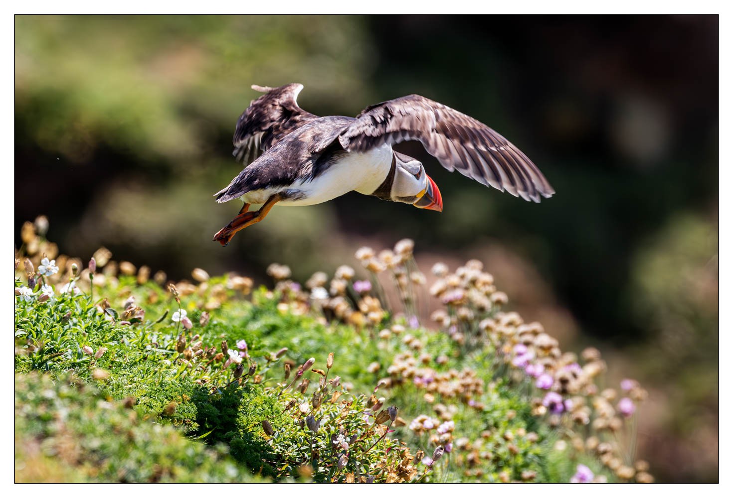 Saltee Island (Irlande)