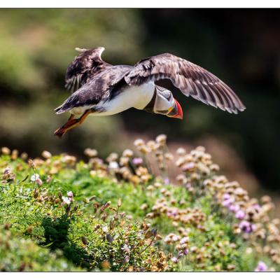 Saltee Island (Irlande)