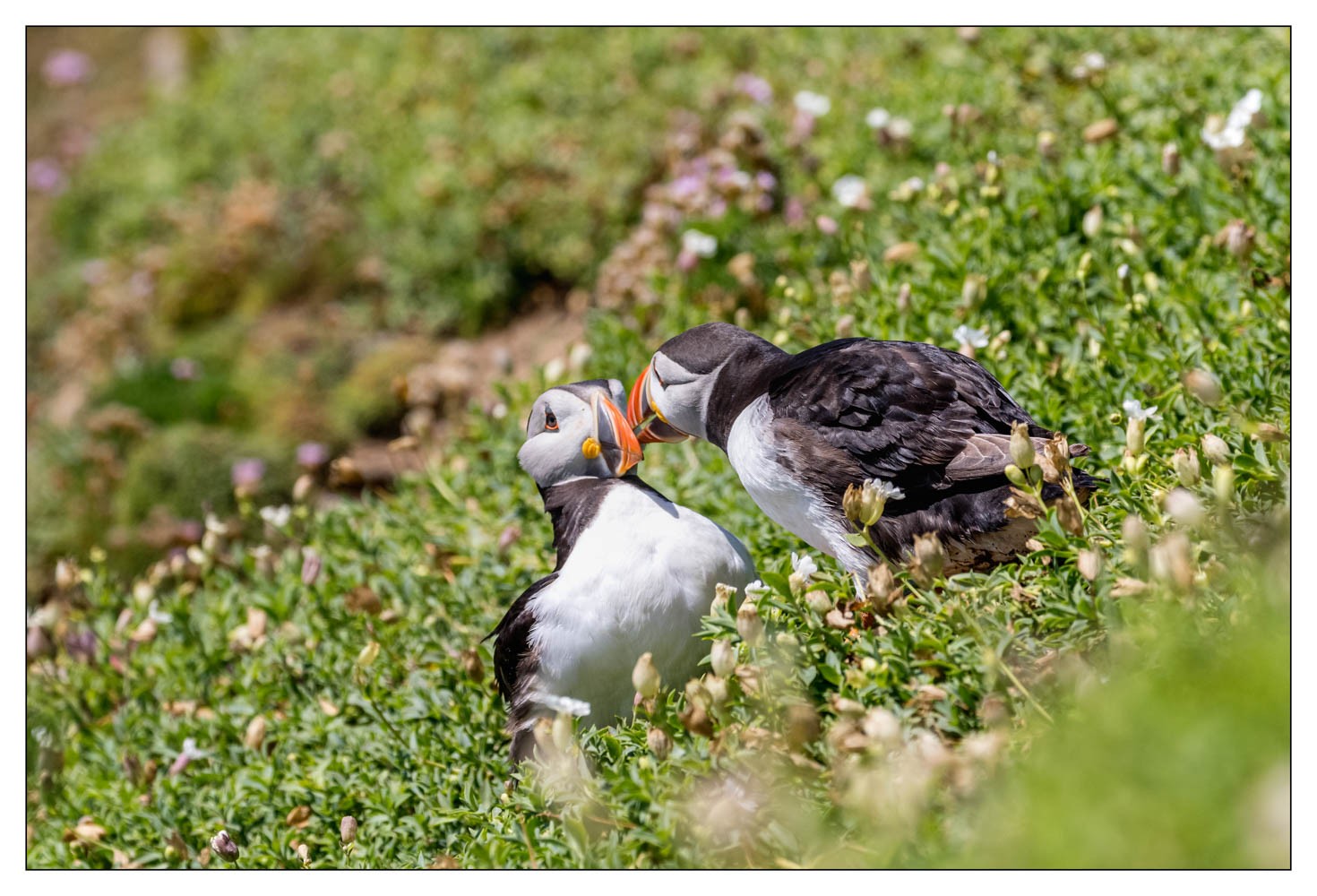 Saltee Island (Irlande)