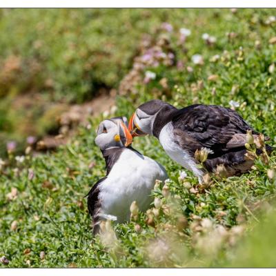 Saltee Island (Irlande)