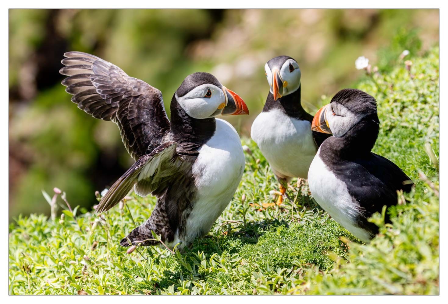 Saltee Island (Irlande)