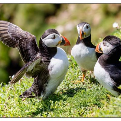 Saltee Island (Irlande)