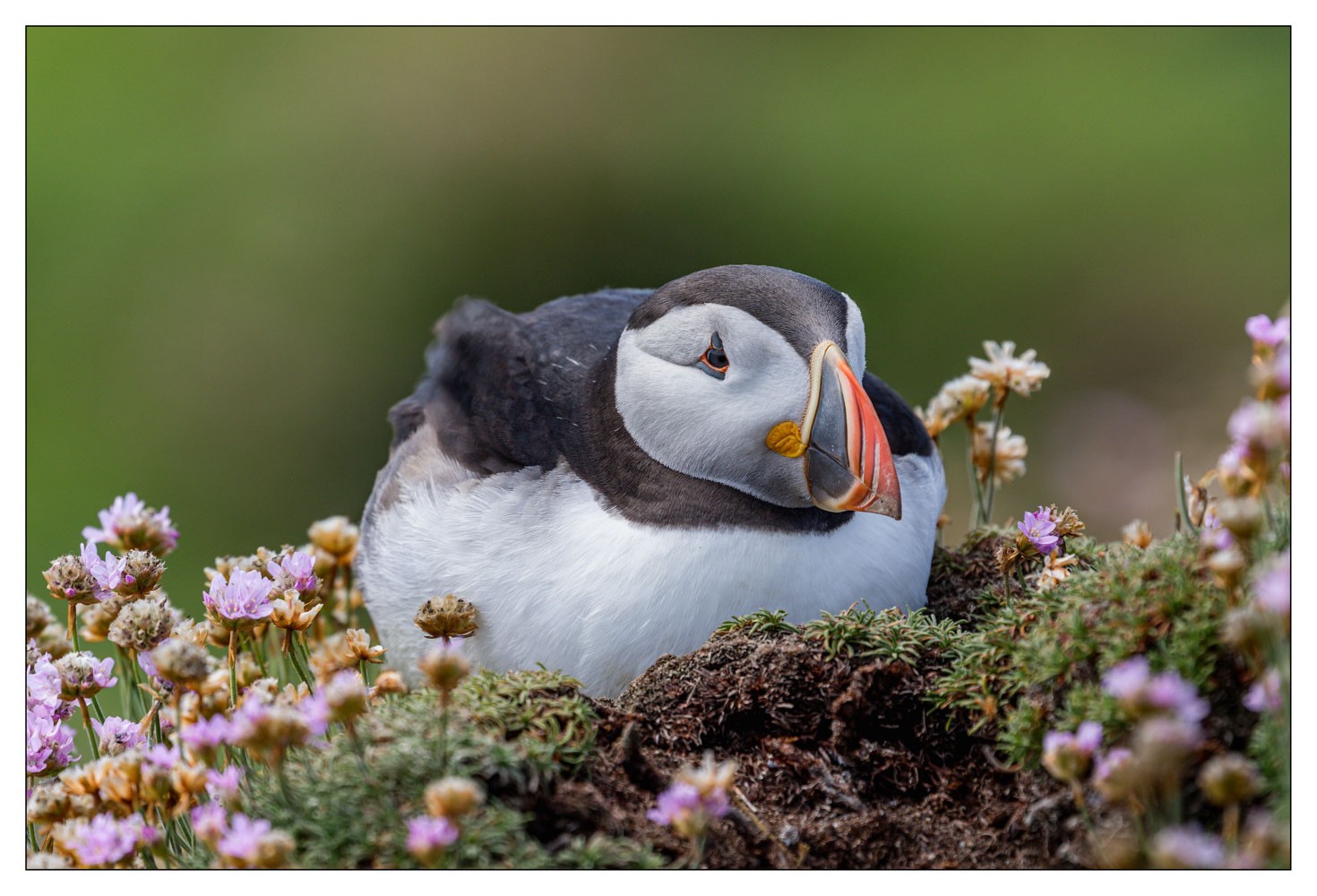 Saltee Island (Irlande)