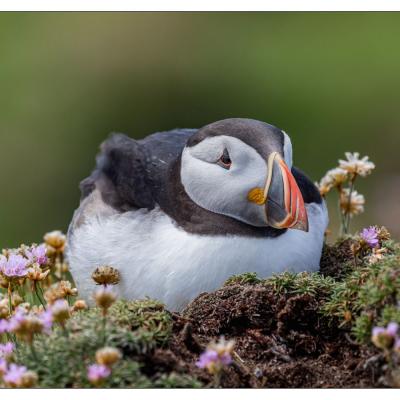 Saltee Island (Irlande)