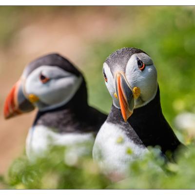 Saltee Island (Irlande)