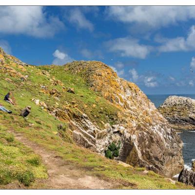 Saltee Island (Irlande)