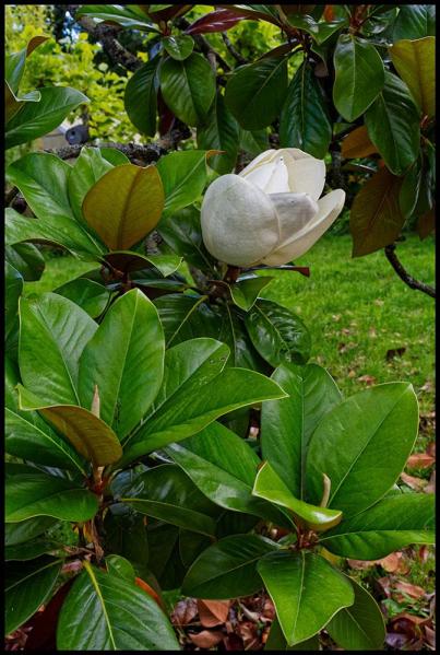 Martine Moreau - Magnolia Grandiflora